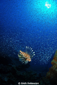 Lionfish surrounded by a bait ball at the SS Thistlegorm ... by Erich Reboucas 